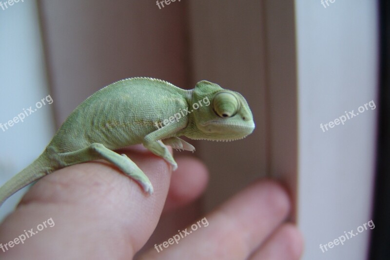 Chameleon Yemen Chameleon Green Animal Dragon