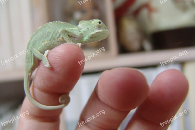 Chameleon Yemen Chameleon Reptile Terrarium Animals Chamaeleo Calyptratus