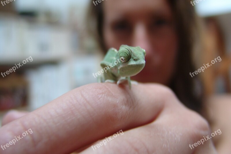 Chameleon Yemen Chameleon Reptile Chamaeleo Calyptratus Lizard