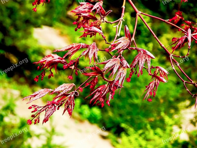 Japanese Maple New Growth New Life Bud Spring