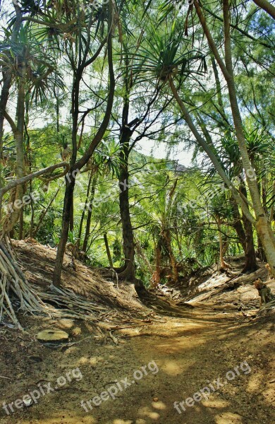 Hanalei Kauai Hawaii Forest Path