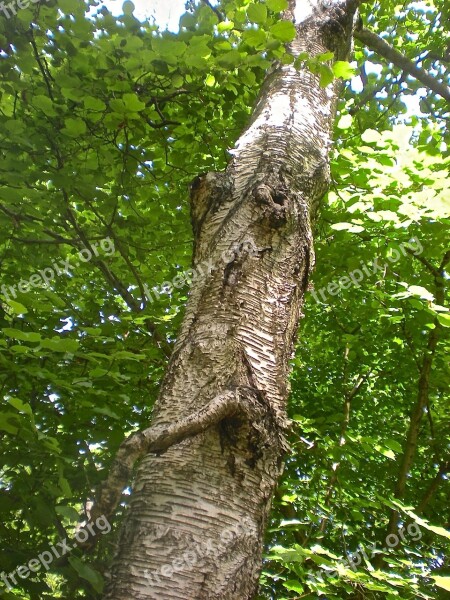 Tree Forest Bark Tribe Summer