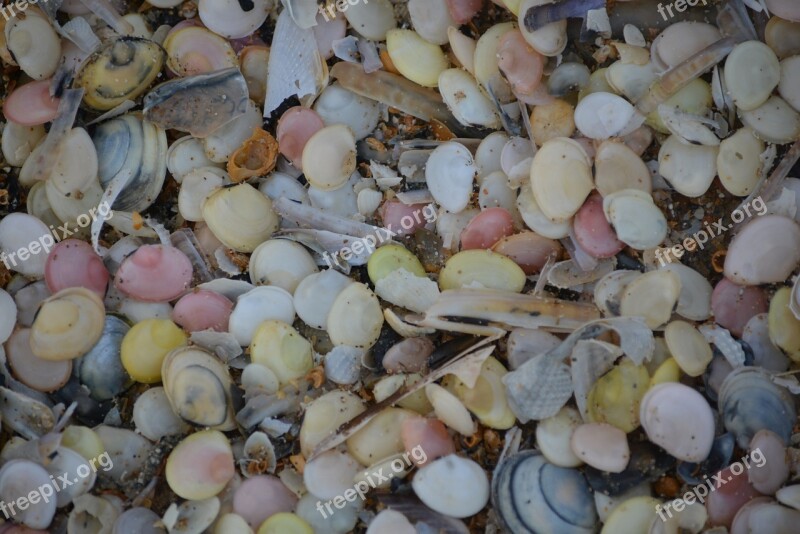 Shells Nature Colors Free Photos