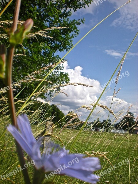 Bed Flower Grass Järna Free Photos