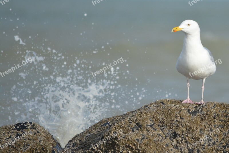 Seagull Waves Sea Rocks Animals