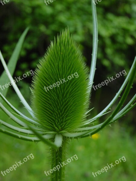 Thistle Green Plant Prickly Pointy