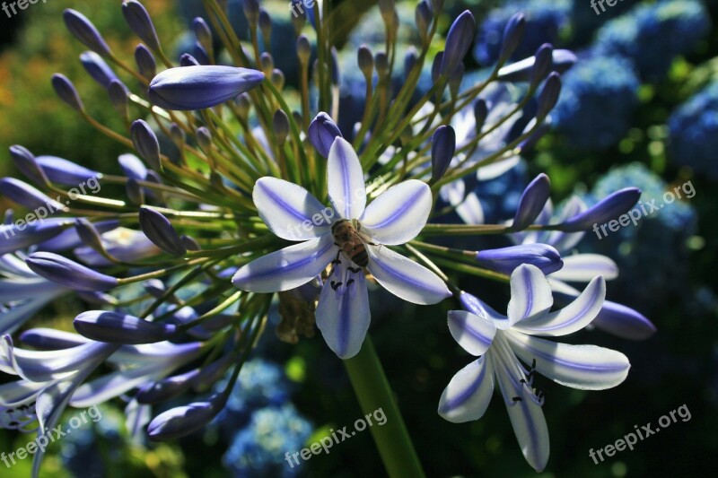 Agapanthus Flower Florets Blue Bee