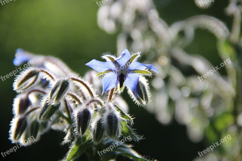 Blossom Bloom Autumn Backlighting Garden Plant