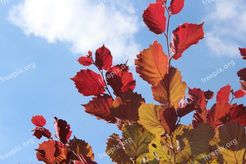 Autumn Fall Foliage Golden Autumn Leaves Red