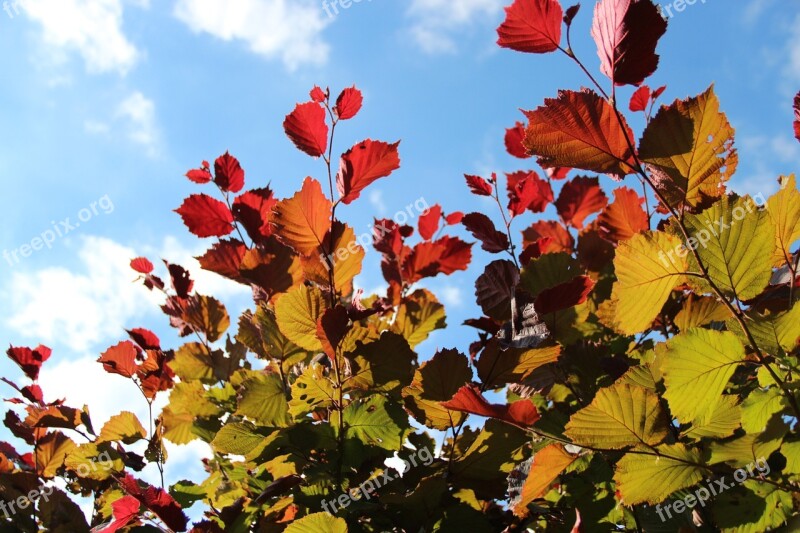 Autumn Fall Foliage Golden Autumn Leaves Free Photos