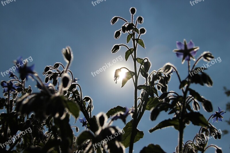 Backlighting Sun Nature Flowers Flowering Stems