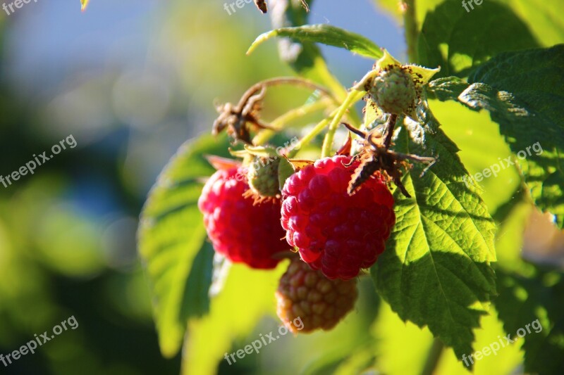 Raspberries Berries Fruits Nature Free Photos