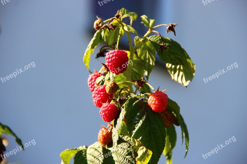 Raspberries Berries Autumn Fruits Vitamins