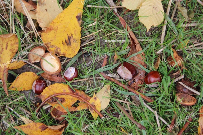 Chestnut Autumn Chestnut Leaves Leaves Free Photos