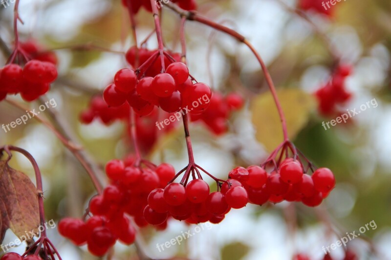 Rowanberries Berries Autumn Bush Nature