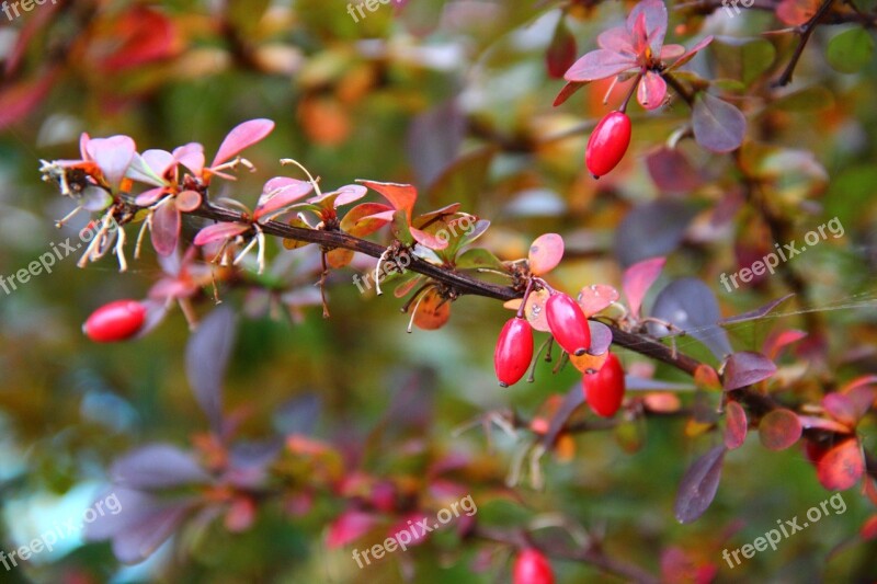 Rose Hip Bush Berries Nature Autumn