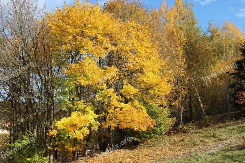 Autumn Leaves Fall Foliage Golden Autumn Leaves In The Autumn