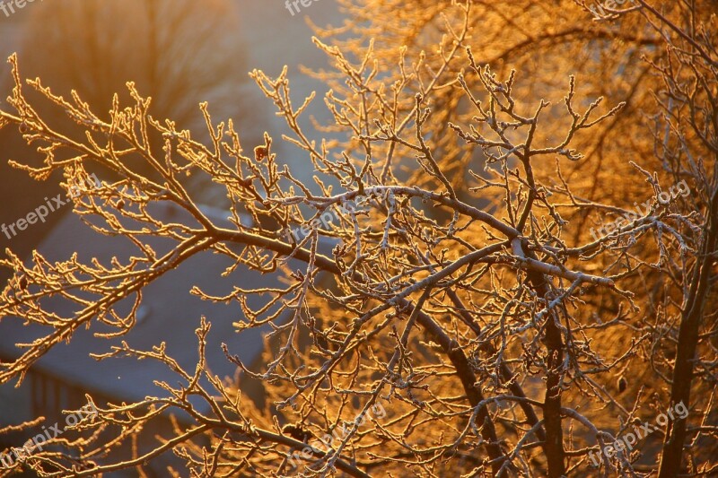 Ripe Autumn Aesthetic Tree Free Photos