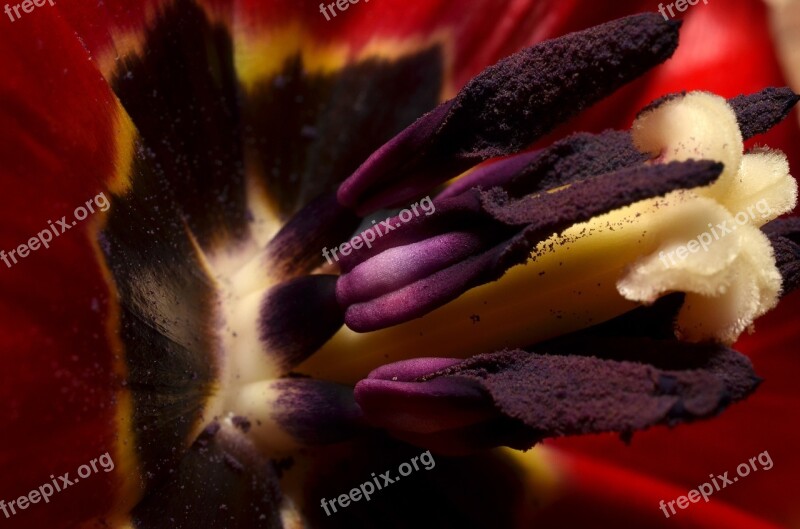 Stamens Macro Nature Free Photos