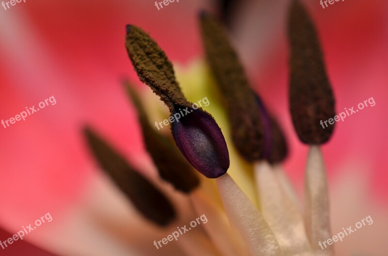 Stamens Macro Nature Free Photos