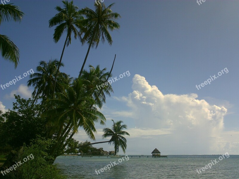 Coconut Lagoon Polynesia Free Photos