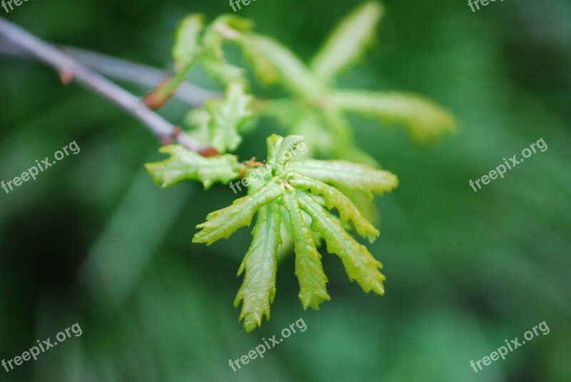 Oak Spring Leaves Branch Green