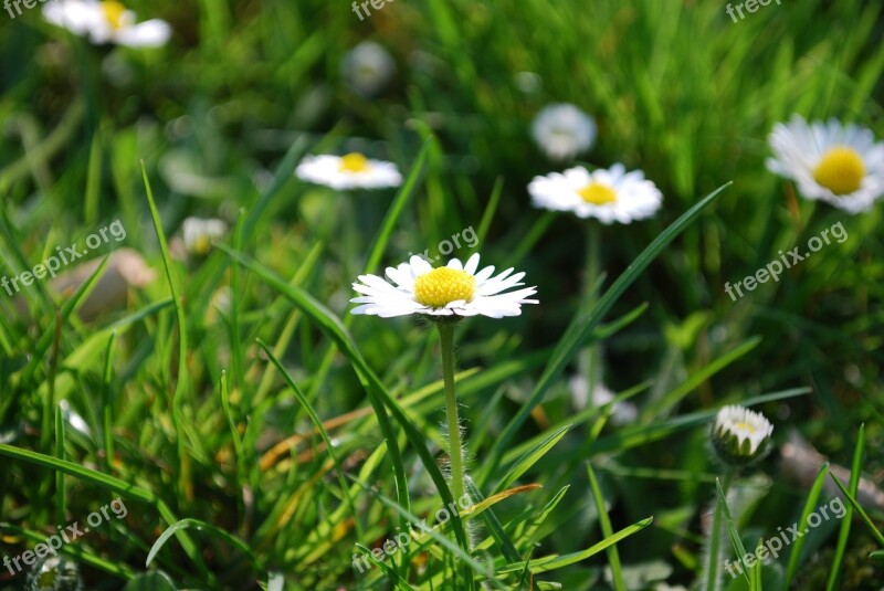 Daisy Rush Meadow Blossom Bloom