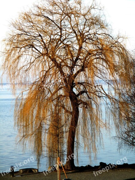 Weeping Willow Tree Bank Lakeside Sea ​​route