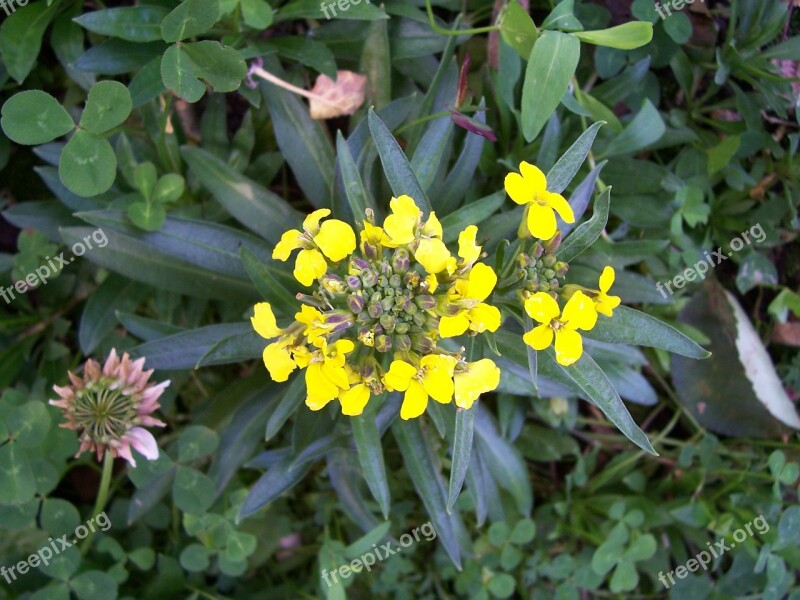 Treacle Mustard Erysimum Cheiranthoides Fake Wallflower Wild Flower Yellow