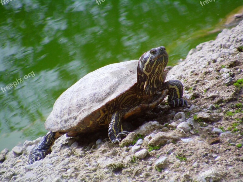 Turtle Zoo Water Creature Free Photos