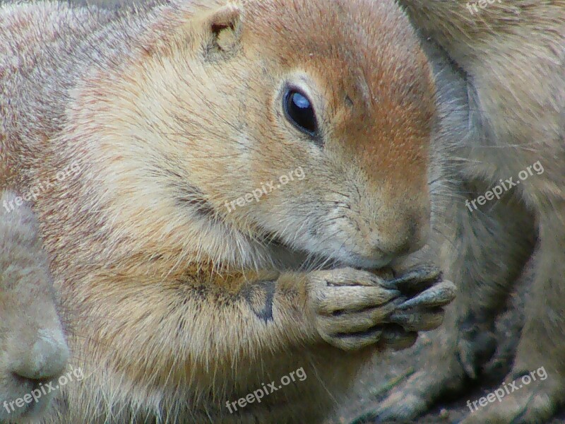 Squirrel Nager Rodent Gnaw Food