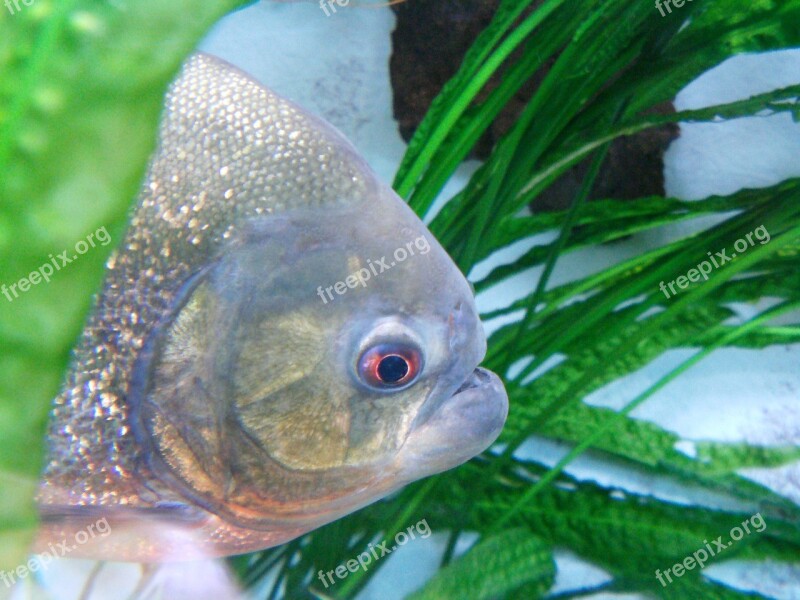 Piranha Fish Dangerous Free Photos