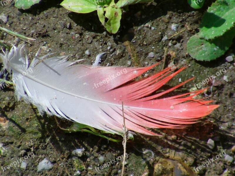 Flamingo Feather Flamingo Feather Pink Plumage