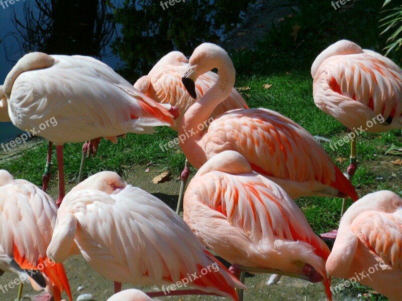 Flamingos Birds Pink Sleep Free Photos