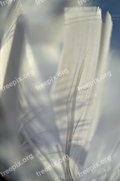 Feather Macro Ease Bird Freedom