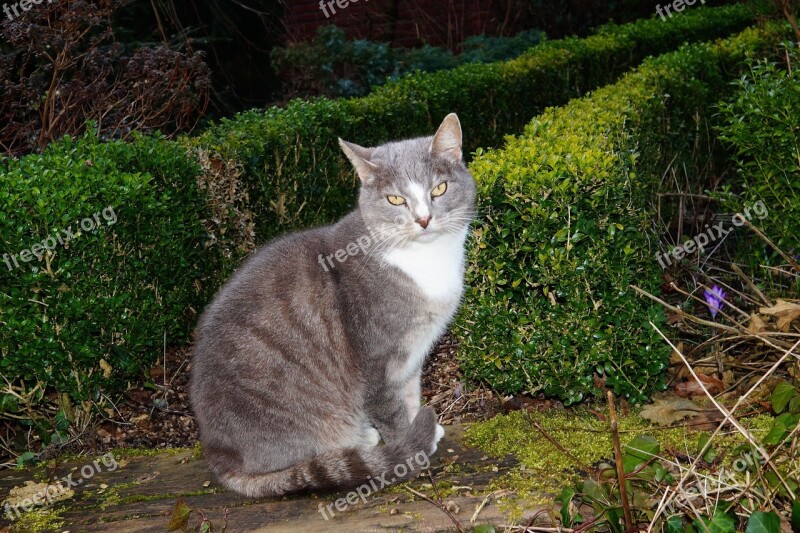 Cat Domestic Cat Garden Sit Vigilant