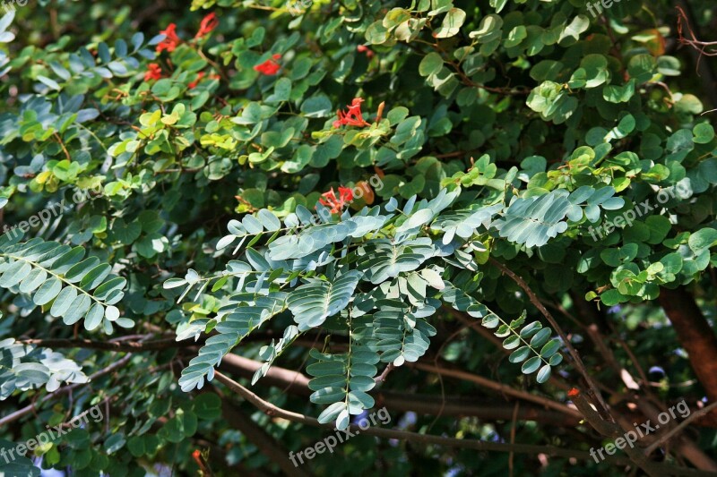 Shrub And Tree Foliage Leaves Green Flowers