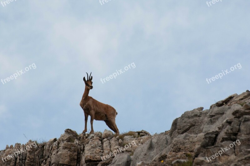 Isard Rebeco Chamois Pyrenees Mountain