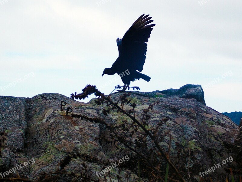 Vulture Black Bird Forest Free Photos