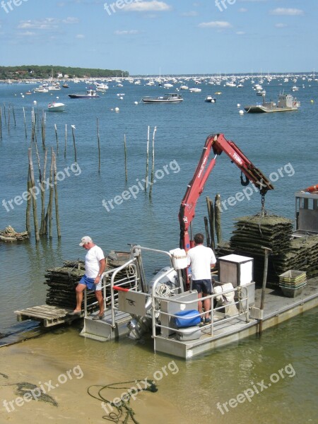 Oysters Oyster Artisan Seafood Arcachon Basin