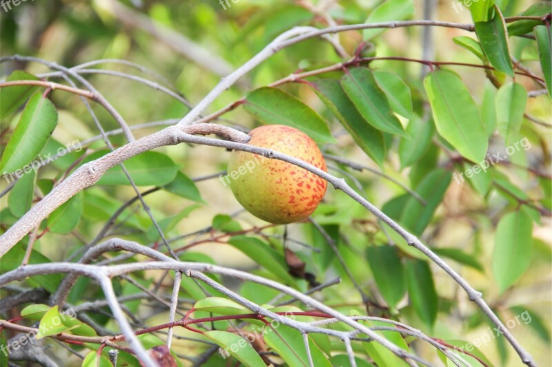 Mangaba Boipeba Tropical Fruit Free Photos