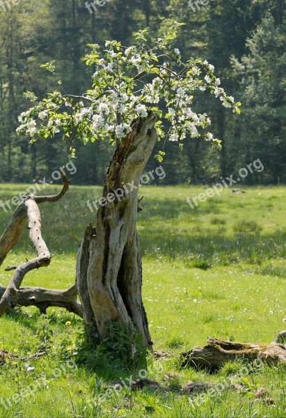 Log Blossom Tree Wood Old