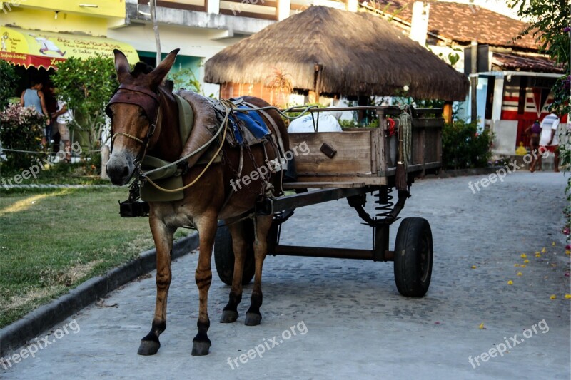 Wagon Boipeba John Santos Wagon Wheel Rural