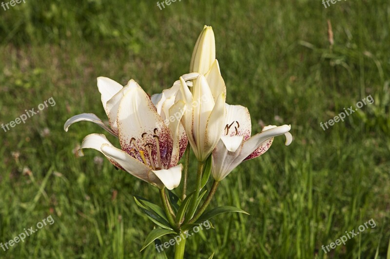 Lily Flowers Nature Macro White