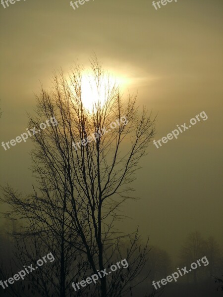 Morning Mist Sun Backlighting Trees Silhouettes