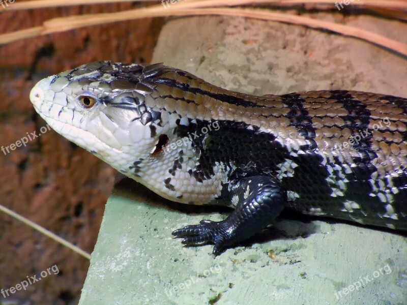 Monitor Varanus Reptile Iguana Lizard