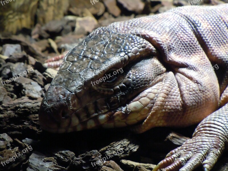 Monitor Varanus Reptile Iguana Lizard