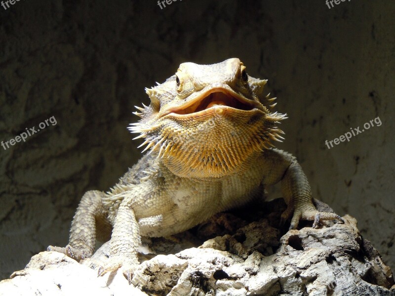 Lizard Reptile Monitor Dragon Prickly