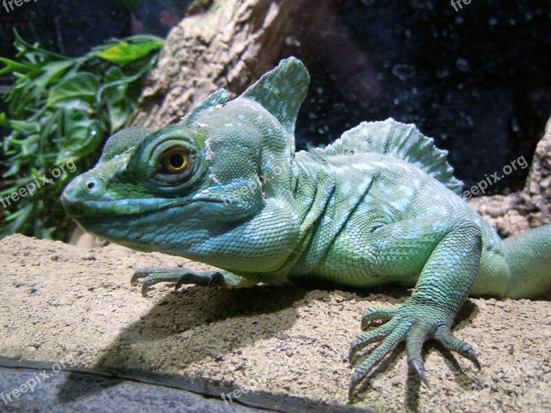 Basilisk Reptile Lizard Green Monitor