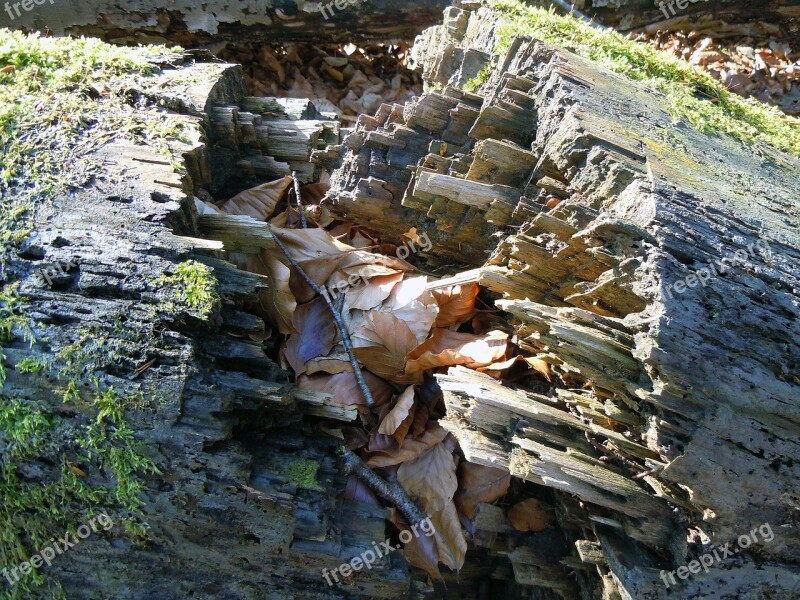 Rotten Wood Burst Fragmented Log Broken